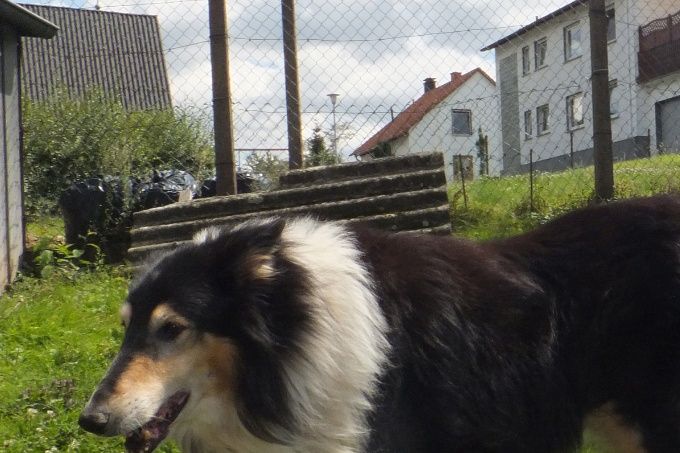 Jetzt aber schnell, Frauchen kommt