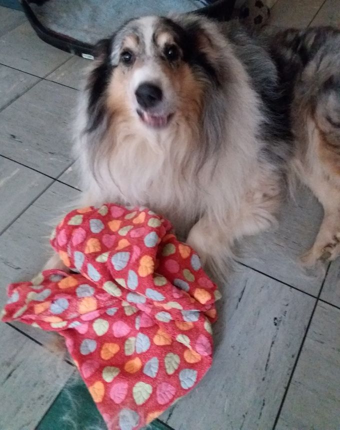 Khediera und seine Kuscheldecke